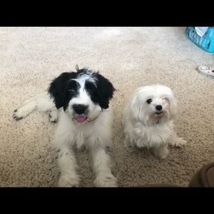 Meet your Posher, Charlotte